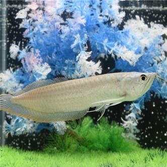 銀龍魚最佳混養方法圖片 銀龍魚最佳混養方法圖片 龍魚百科 第22張