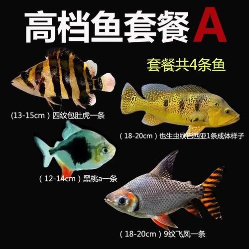 銀龍魚最佳混養方法圖片 銀龍魚最佳混養方法圖片 龍魚百科 第33張