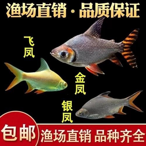 銀龍魚最佳混養方法圖片 銀龍魚最佳混養方法圖片 龍魚百科 第40張