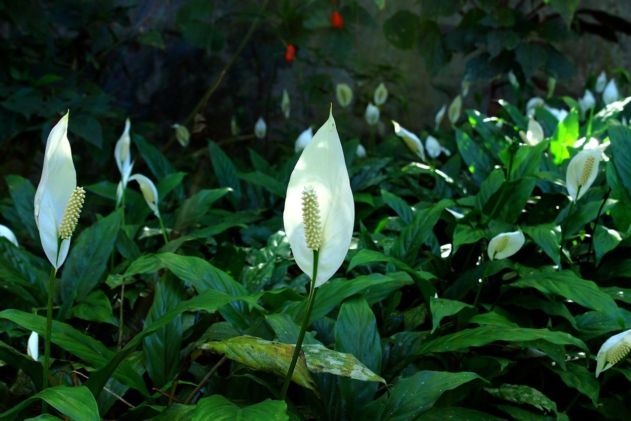 雙線側(cè)魚的正確養(yǎng)法 雙線側(cè)魚的正確養(yǎng)法 龍魚論壇 第2張