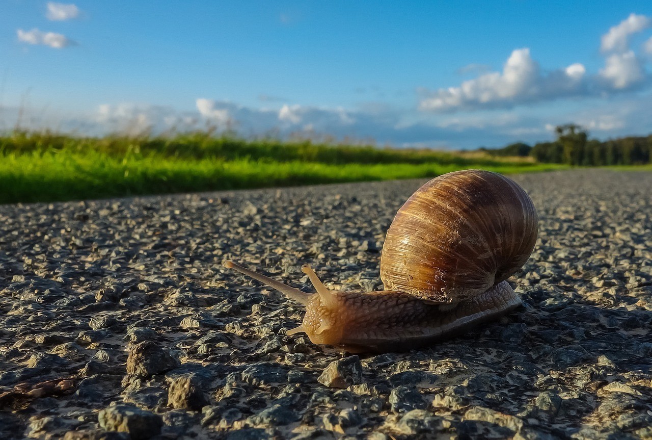 圣菲埃及神仙魚最簡單三個步驟