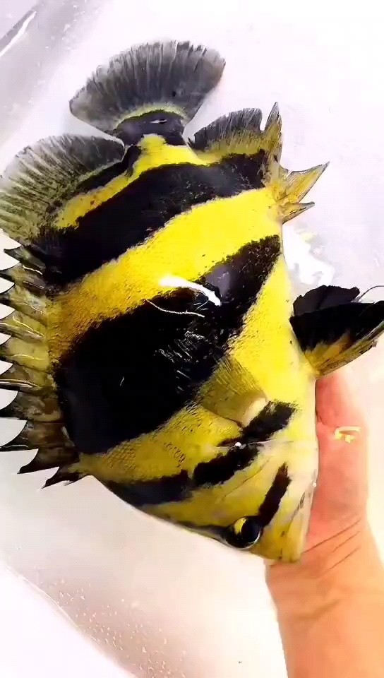 撈出來看看