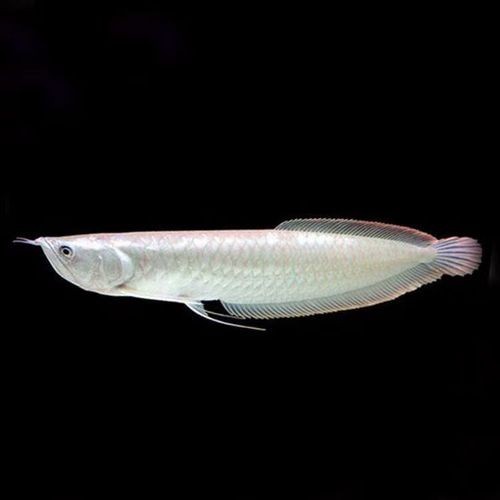 銀龍魚魚苗圖片大全大圖 龍魚百科 第8張 銀龍魚魚苗圖片大全大圖 銀龍魚魚苗圖片大全大圖 龍魚百科 第8張