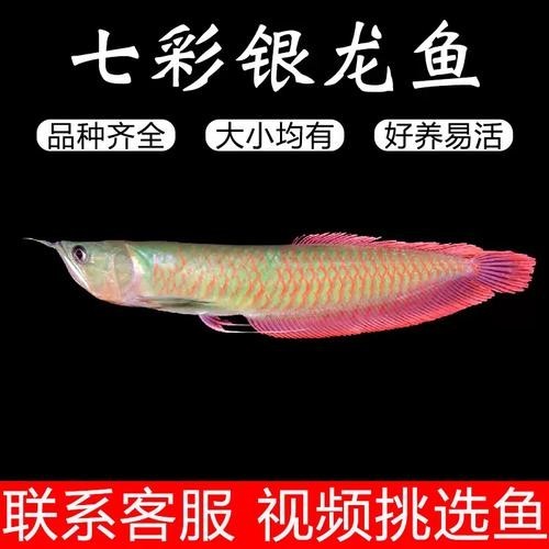 銀龍魚魚苗圖片大全大圖 龍魚百科 第23張 銀龍魚魚苗圖片大全大圖 銀龍魚魚苗圖片大全大圖 龍魚百科 第23張