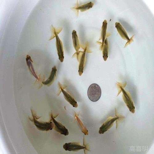 銀龍魚魚苗圖片大全大圖 龍魚百科 第44張 銀龍魚魚苗圖片大全大圖 銀龍魚魚苗圖片大全大圖 龍魚百科 第44張