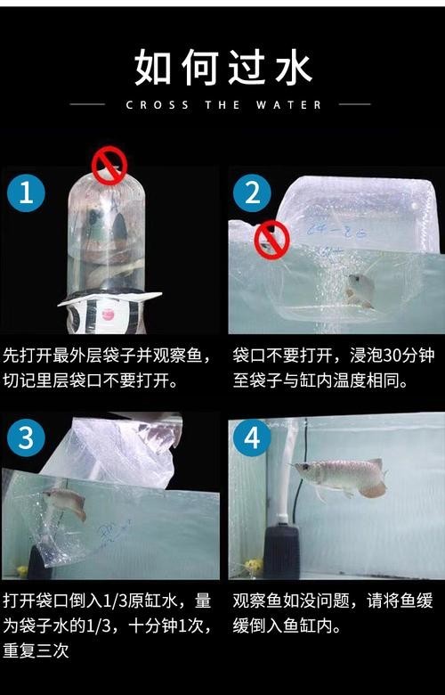 銀龍魚魚苗圖片大全大圖 龍魚百科 第14張 銀龍魚魚苗圖片大全大圖 銀龍魚魚苗圖片大全大圖 龍魚百科 第14張