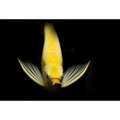 銀龍魚魚苗圖片大全大圖 龍魚百科 第25張 銀龍魚魚苗圖片大全大圖 銀龍魚魚苗圖片大全大圖 龍魚百科 第25張