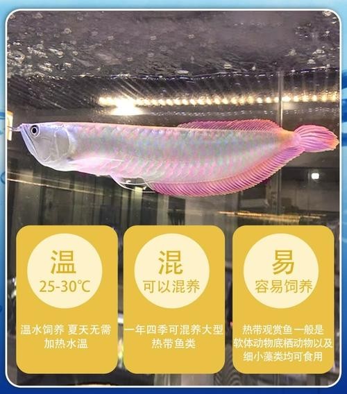銀龍魚魚苗圖片大全大圖 龍魚百科 第17張 銀龍魚魚苗圖片大全大圖 銀龍魚魚苗圖片大全大圖 龍魚百科 第17張