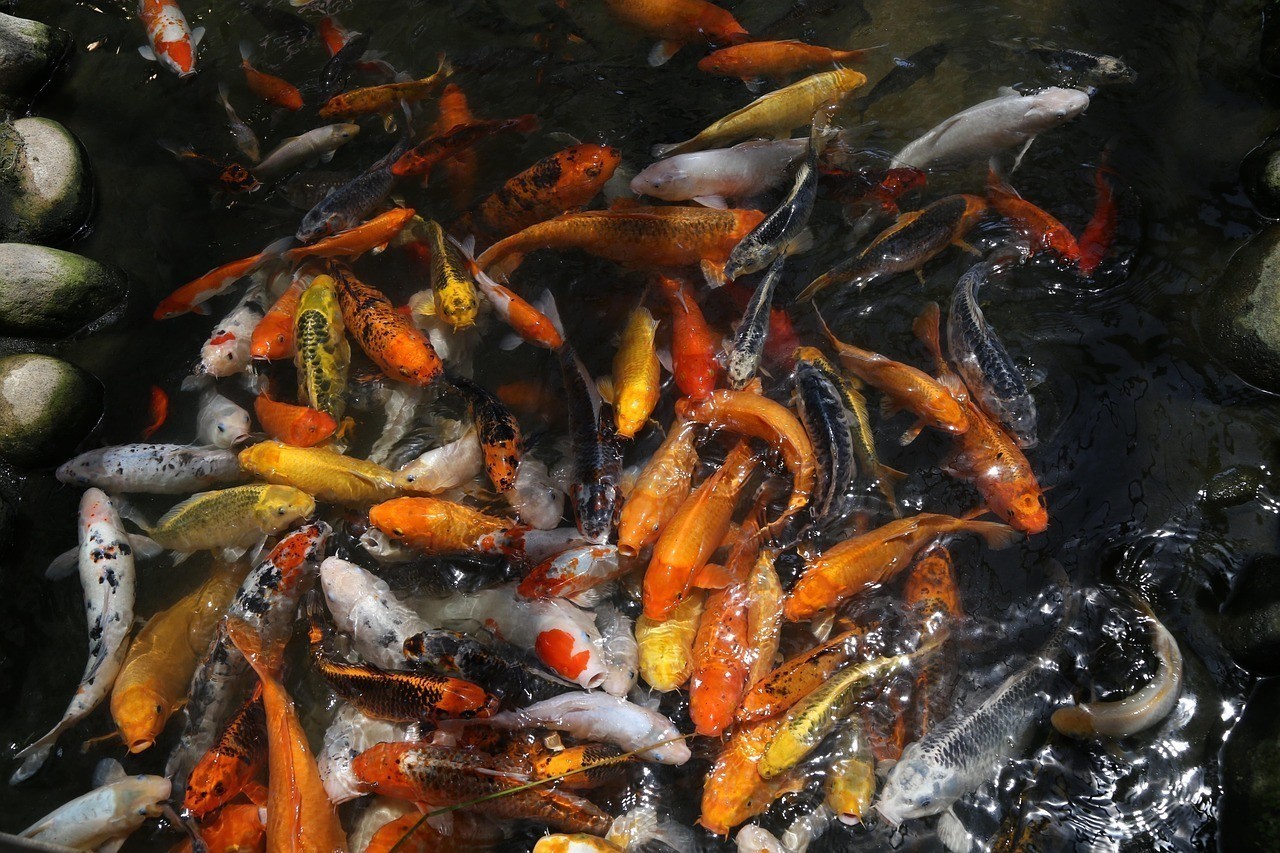 紅白錦鯉魚 紅白錦鯉魚 龍魚論壇 第2張