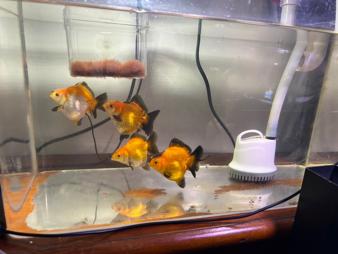 有人告訴我這幾條是什么魚嗎？