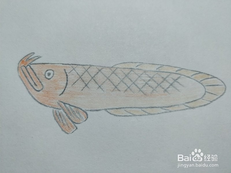 金龍魚(yú)簡(jiǎn)筆畫(huà)圖片大全 金龍魚(yú)簡(jiǎn)筆畫(huà)圖片大全 龍魚(yú)百科 第23張