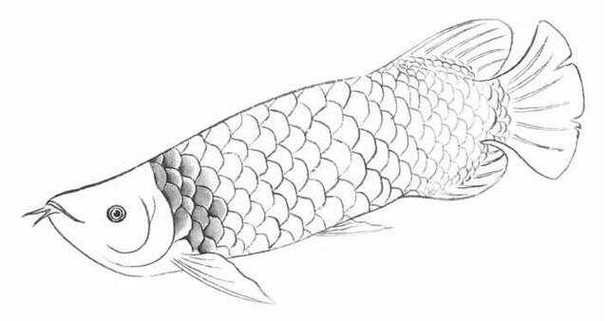 金龍魚(yú)簡(jiǎn)筆畫(huà)圖片大全 金龍魚(yú)簡(jiǎn)筆畫(huà)圖片大全 龍魚(yú)百科 第21張