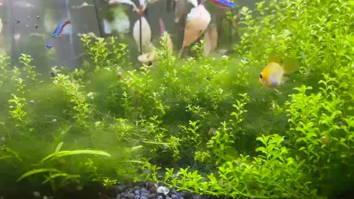 水藻