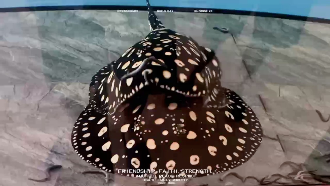 魚缸過濾器選購指南:自制魚缸過濾器魚缸上置過濾器對于養(yǎng)魚愛好者的必備知識 又到了喂魚時刻 龍魚論壇 又到了喂魚時刻 又到了喂魚時刻 龍魚論壇