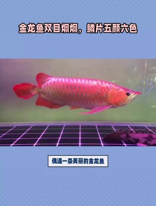 龍魚種類區別及價格表圖片