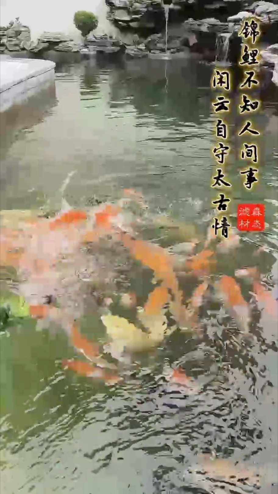 每次對視都是初見，每粒魚食都是新生