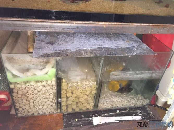 黃化白子龍魚的壽命有多長？（黃化白子龍魚的壽命）