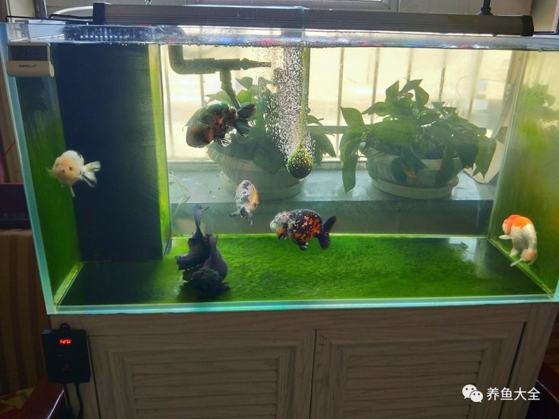 龍魚缸濾材怎樣擺放圖片大全
