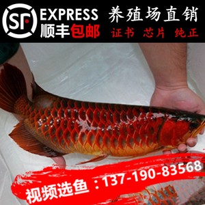 魚缸水渾濁怎么治最有效（魚缸水渾濁如何處理）
