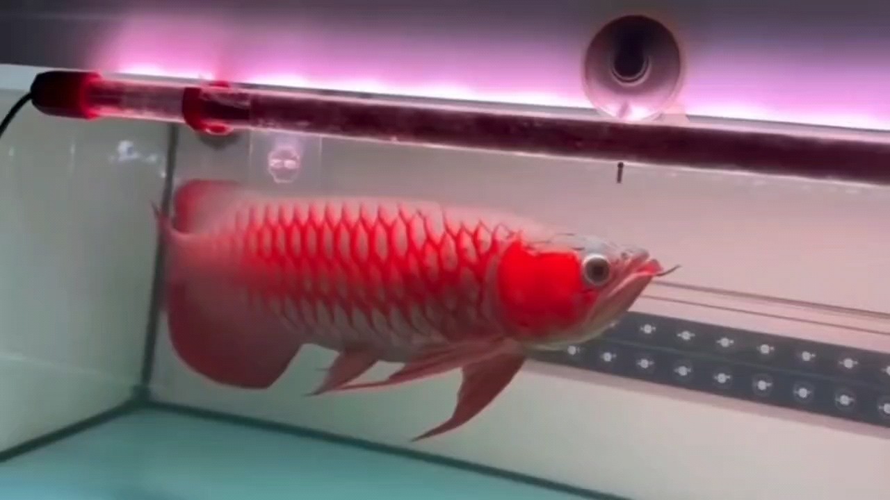又見紅龍