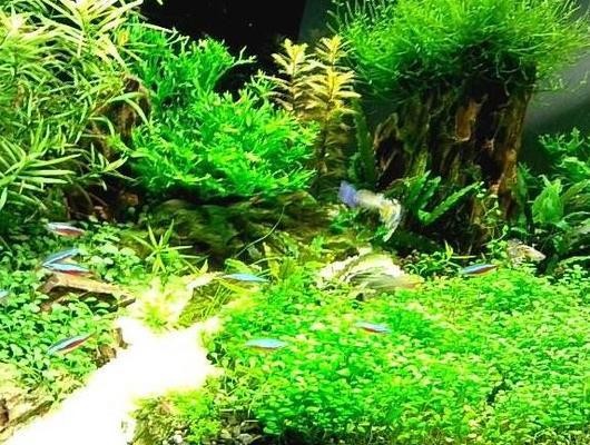 榆樹市藝神水族館（榆樹市藝神水族館電話）