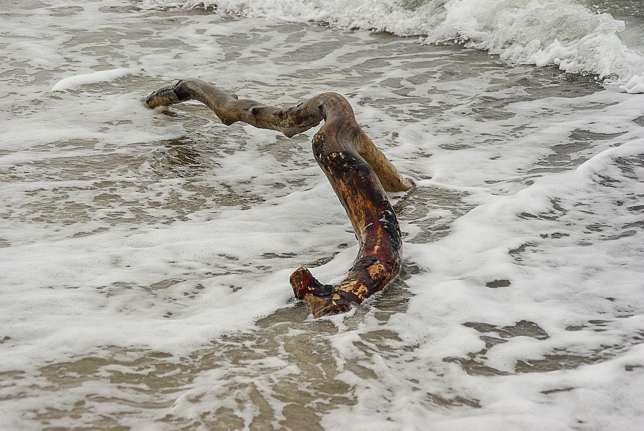 魟魚是海水還是淡水 魟魚是海水還是淡水 龍魚論壇 第1張
