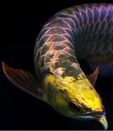 龍魚炸鱗的幾種類型，認清病理，對癥下藥，能夠痊愈！，龍魚之巔編輯整理：龍魚炸鱗分為以下幾種類型，對癥下藥是痊愈的
