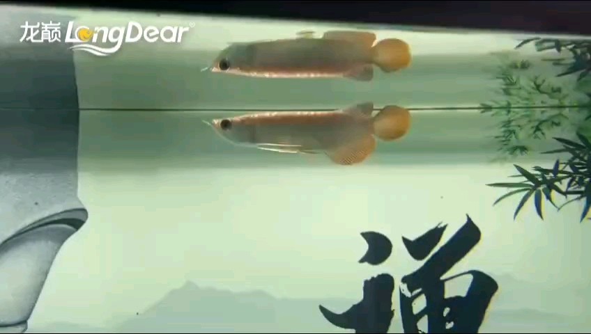 轉發829