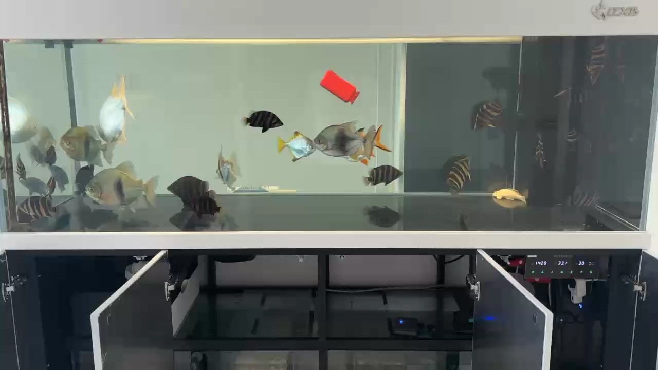 虎魚，