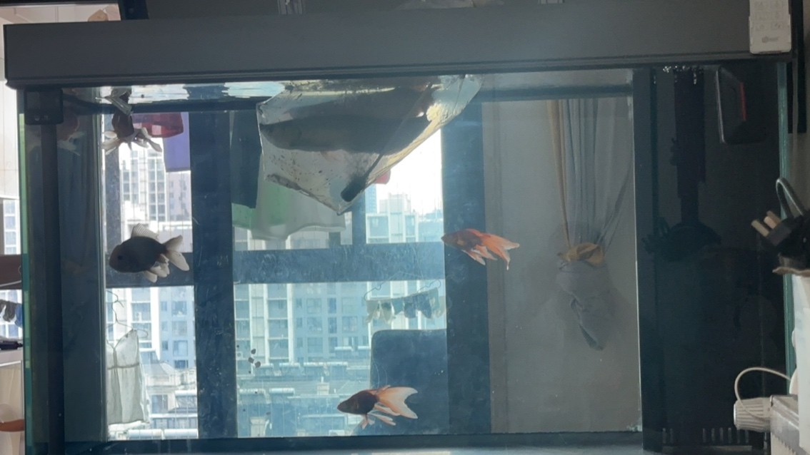 1300從魚(yú)友那拿條紅龍，不知道咋樣