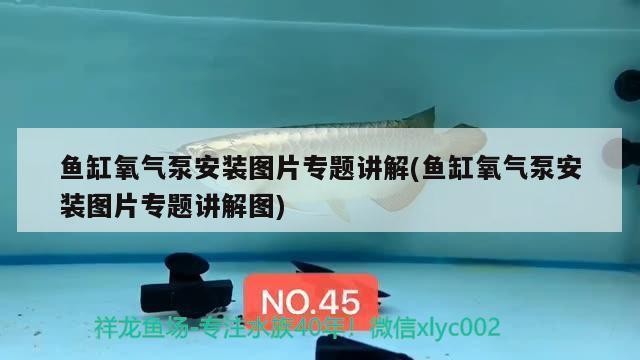 龍魚干蝦有營養(yǎng)嗎 綠皮紅龍魚的特點是什么? 水族問答 綠皮紅龍魚的特點是什么? 綠皮紅龍魚的特點是什么? 水族問答