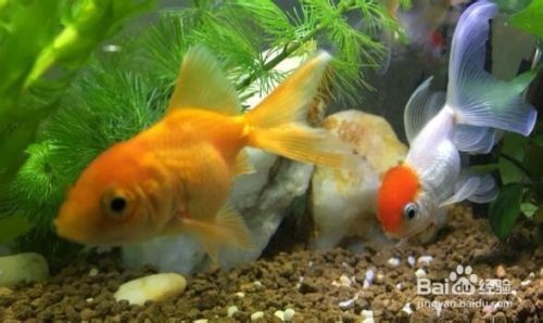 六安市<strong><mark>金安</mark></strong>區閩楊水族工作室（六安市<strong><mark>金安</mark></strong>區閩楊水族工作室地址）