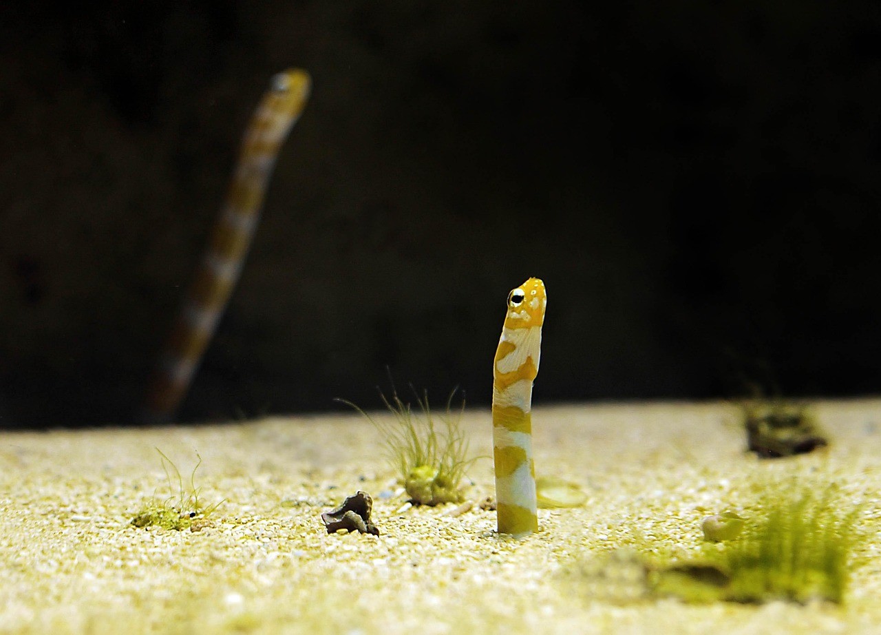 水族館的簡介50字