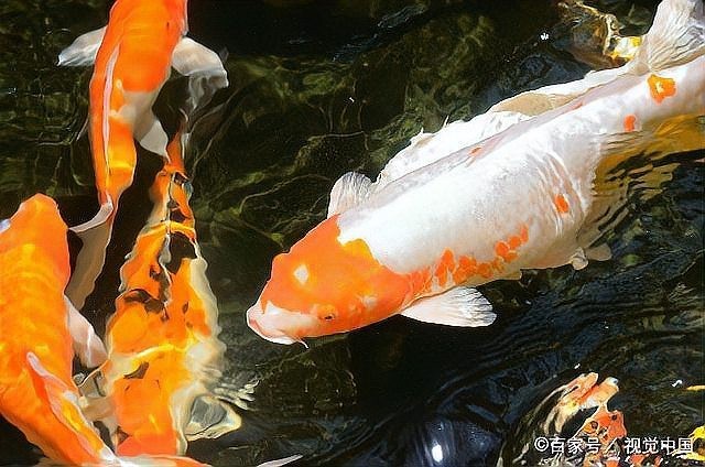 龍魚嘴爛怎么回事啊