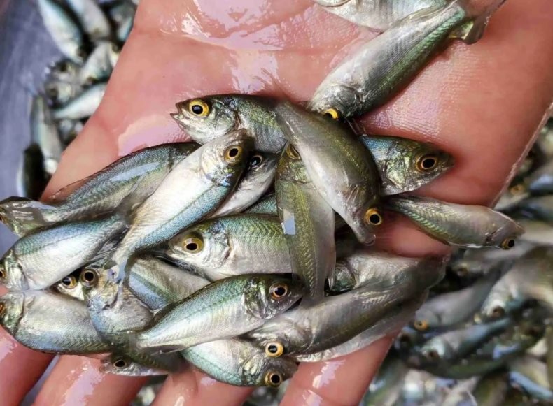 龍魚嘴爛怎么回事啊