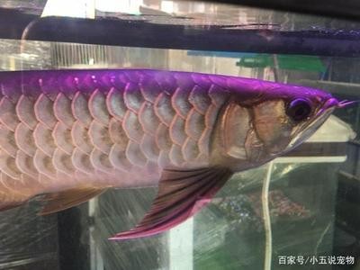 商河縣魚門望族水族店（商河縣魚門望族水族店電話） 商河縣魚門望族水族店（商河縣魚門望族水族店電話） 全國水族館企業(yè)名錄