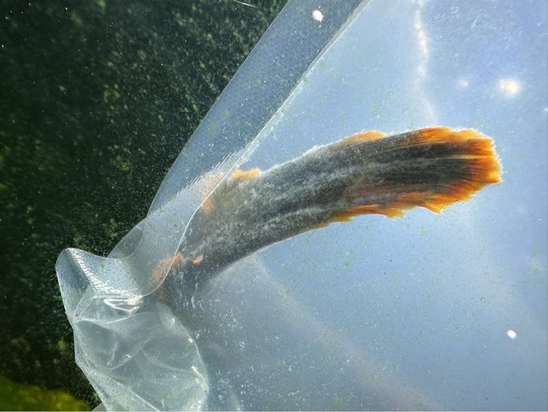 雷龍魚身上有白色絮狀物怎么辦圖片