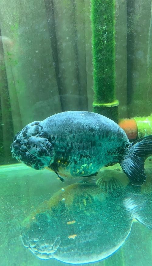 雷龍魚身上有白色絮狀物怎么辦圖片