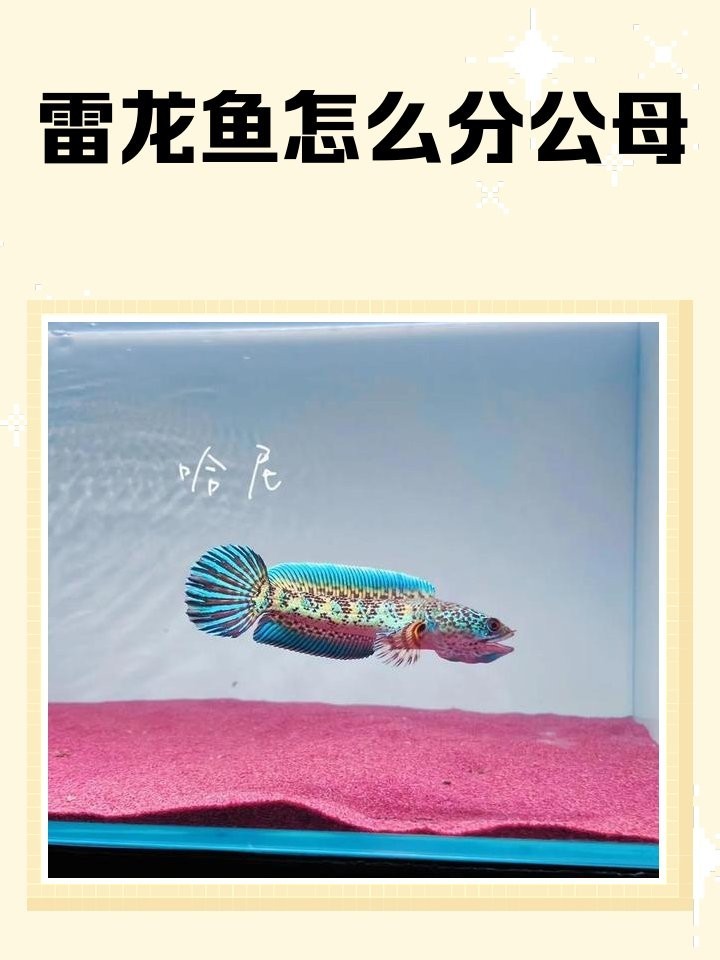 雷龍魚分公母 雷龍魚分公母 龍魚百科 第3張