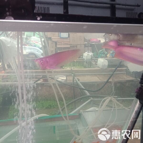 銀龍魚(yú)一條多少錢啊