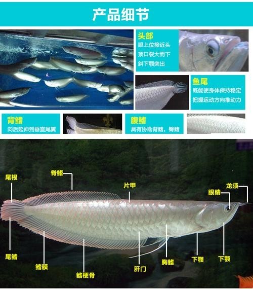 銀龍魚(yú)一條多少錢啊