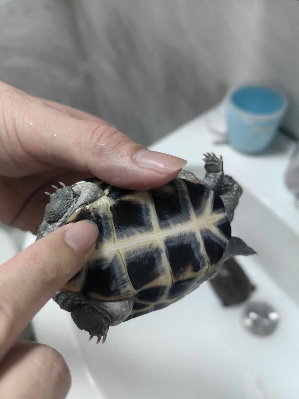 大佬看過了，龜甲脫落損壞怎么辦？