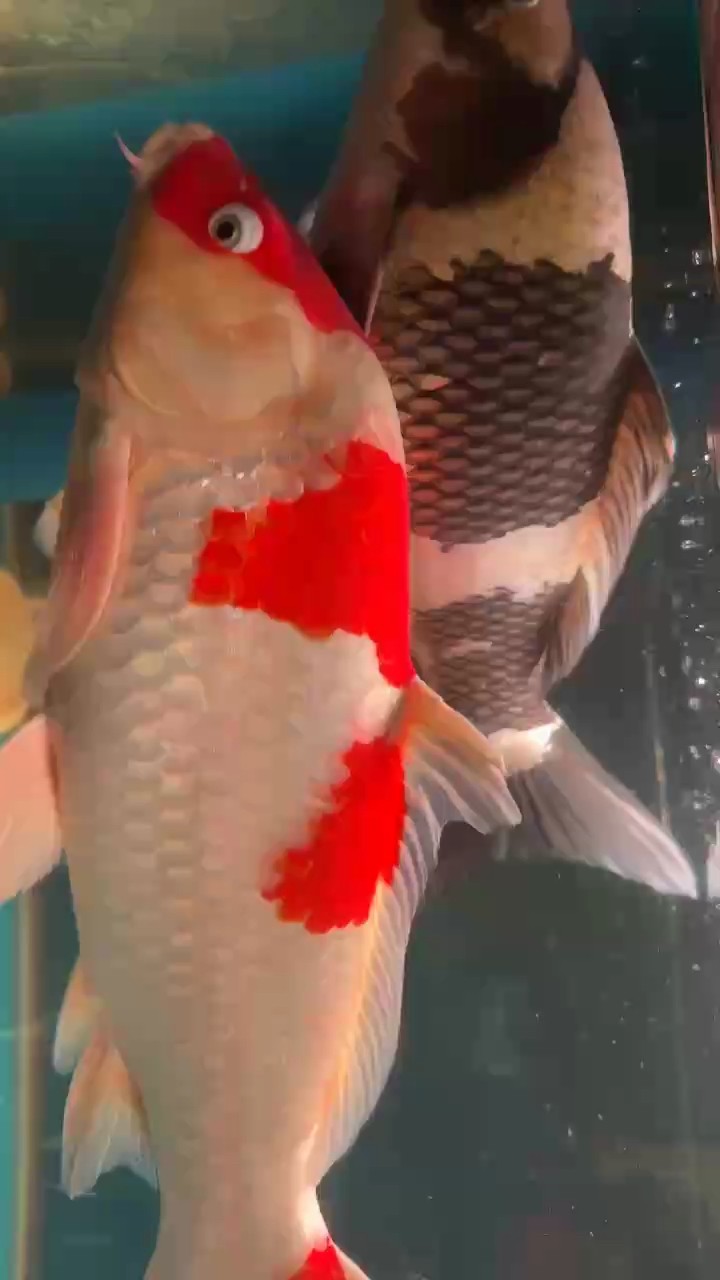 龍魚干蝦有營養嗎 加油吃 龍魚論壇 加油吃 加油吃 龍魚論壇