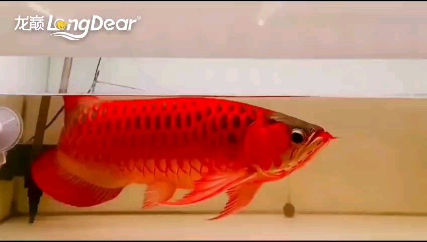 轉(zhuǎn)發(fā)828