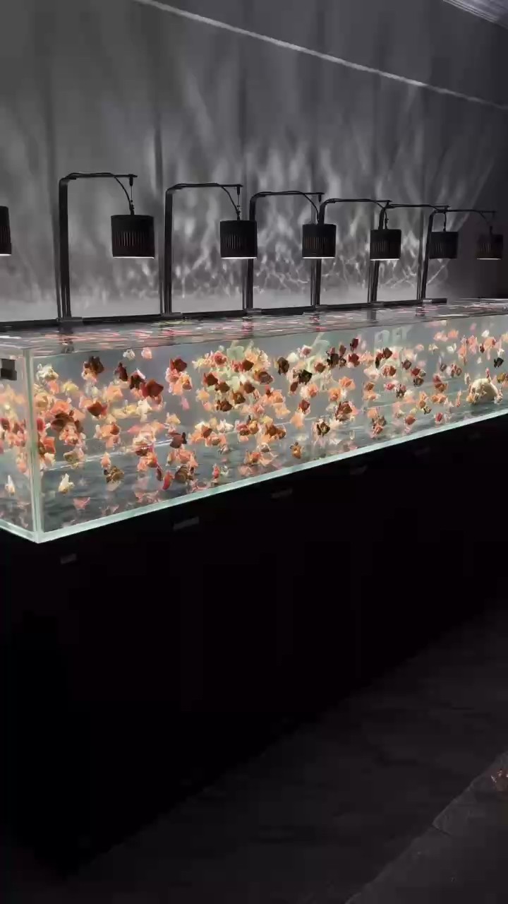 水族箱最忌三個東西