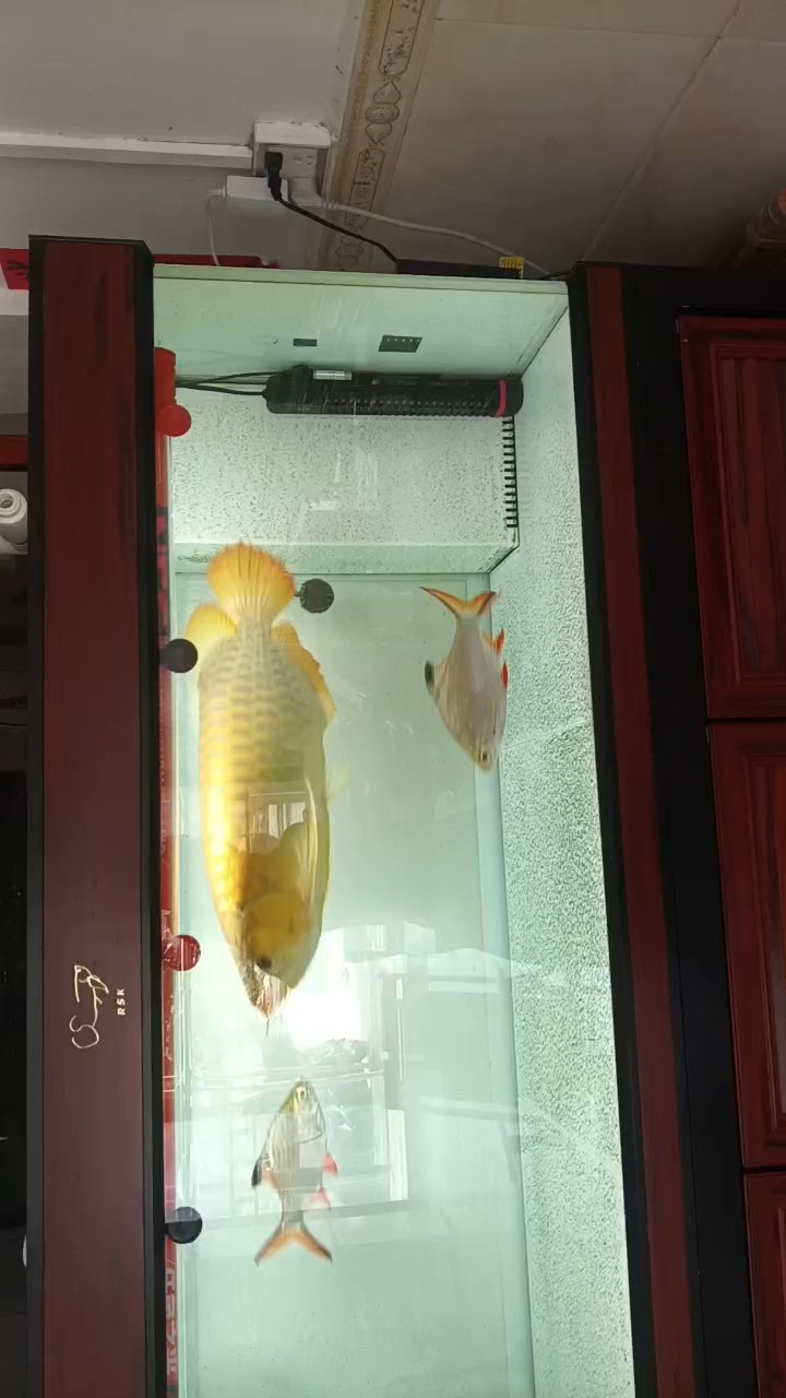 兩歲啦！小紅龍也長(zhǎng)大了。