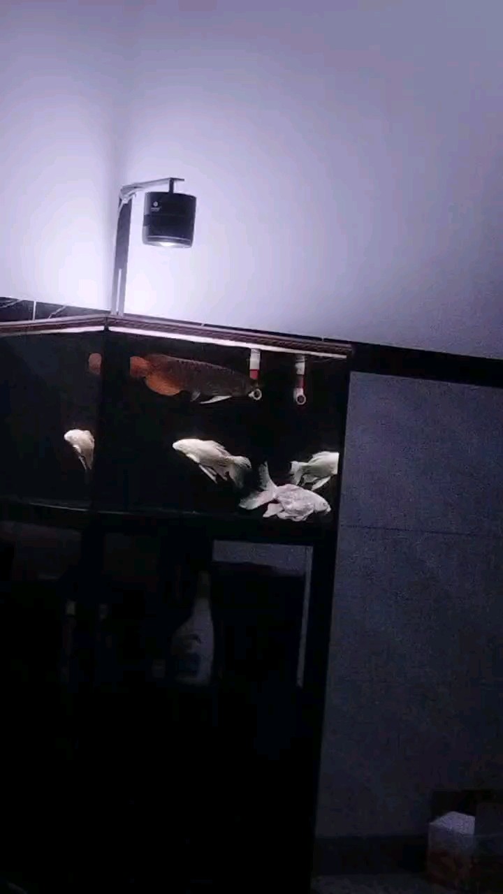 太帥了 太帥了 龍魚論壇