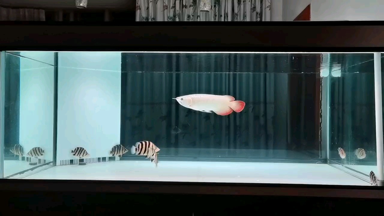 小虎魚太好看了 小虎魚太好看了 龍魚論壇