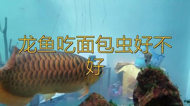 龍魚不吃魚蝦只吃面包蟲怎么回事