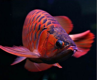 海城市牛莊鎮海東水族圜（海城市牛莊鎮東園村） 海城市牛莊鎮海東水族圜（海城市牛莊鎮東園村） 全國水族館企業名錄